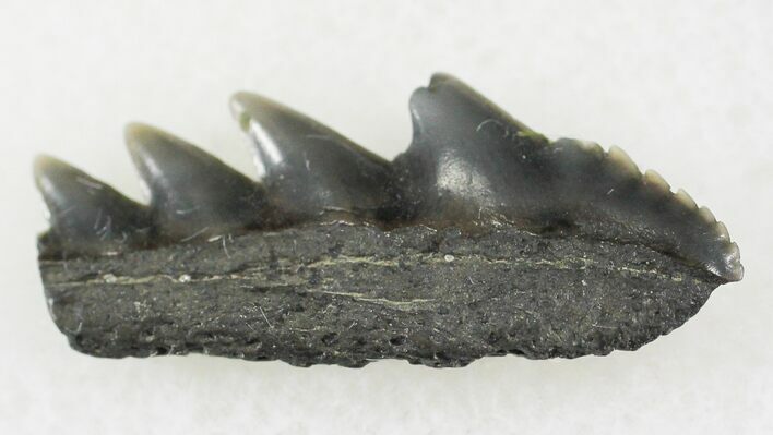 Fossil Cow Shark (Notorynchus) Tooth - Maryland #24270